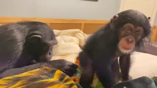 Monkeys Enjoy Christmas Gift