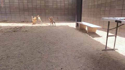 Dogs playing: Episode 30