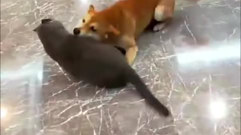 Cats & Dogs - Funny videos