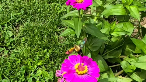 Slo~ Mo Busy Bee 🐝