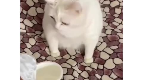 Cat video