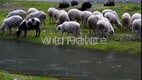 Afrikaans animals video