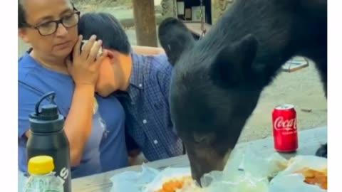 Black bear ruined family picnic