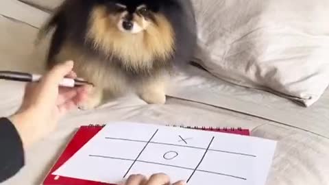 Little Cute Dog Likes Playing Tic Tac Toe