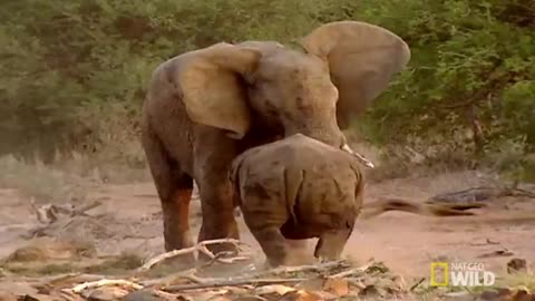 Elephant vs. Rhino | Animal Fight Night