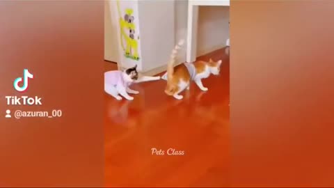 Best Funny😅🤣Animal Videos of 2024