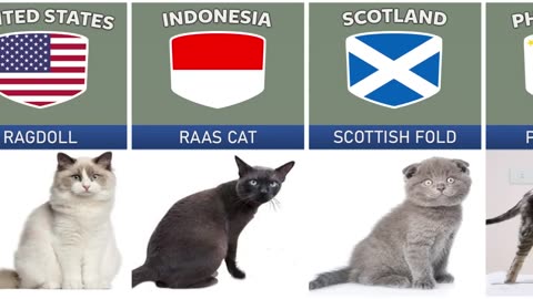 Cat Breeds From Different Countries