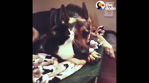 Cat Kisses Dog Goodnight | The Dodo