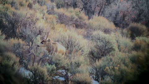 Mule deer November Morning