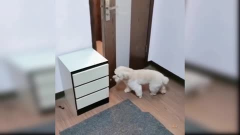 Funny and Cute Tiktok Dog compilation