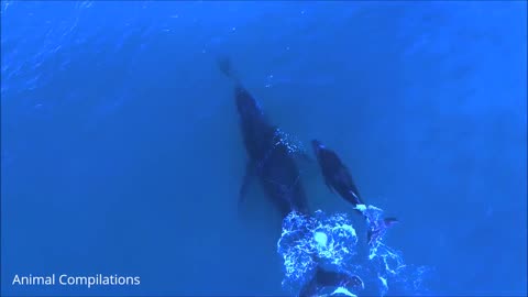 Wild Dolphins Swimming in HD Compilation