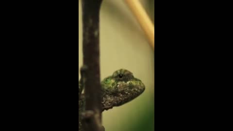 Chameleons hatch in Chester Zoo first