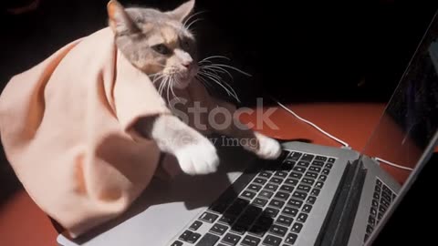 Cat frantically buys or sells bitcoin stocks