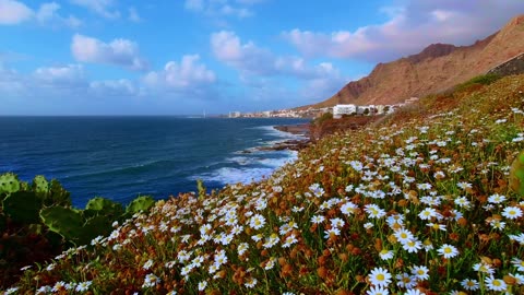 ocean-flowers-coast-shore-wind