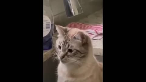 Funny Cats Compilation #5