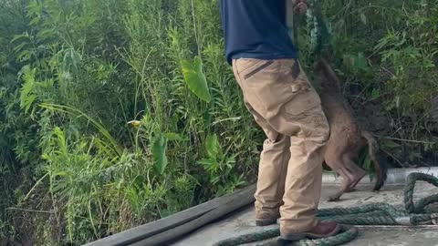 Rescuing an Exhausted Wild Coyote Trapped in Barge