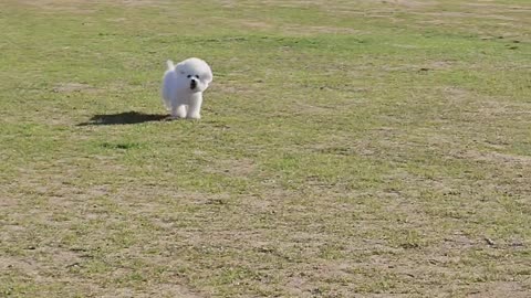 cute bichon running