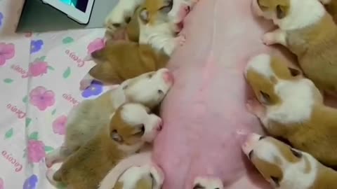 Dog feeding milk to her many babies