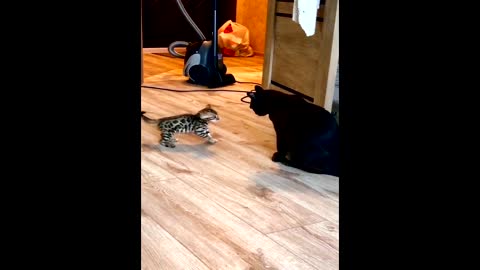 A small Bengal cat wants to hit an adult cat, but is afraid