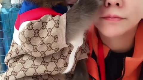 Little monkey's funny viral video