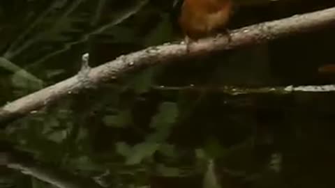 Kingfisher bird feeding