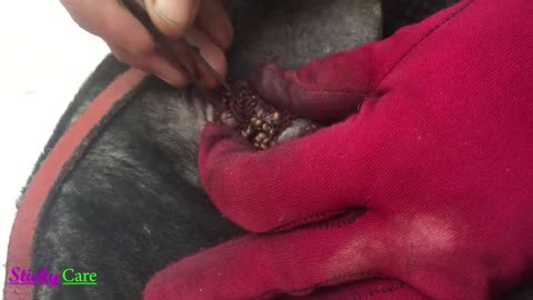 Removing All Ticks From Dog - Dog Ticks Removing Clip - Ticks Removal Videos EP-2