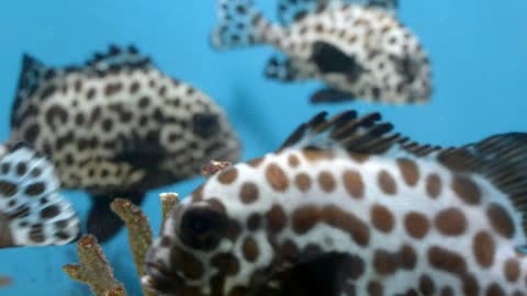 Fish The Sea Coral Animals Under Water