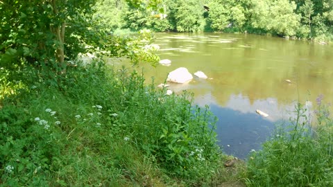 Ducks on the river what a spectacle!