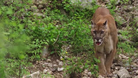 Lions is King But Fail! Mother Bear Save Her Baby From Puma Hunting, Giraffe vs Lions