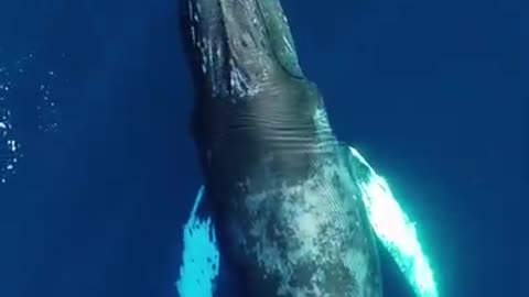 Humpback Whale Sounds With Dolphins