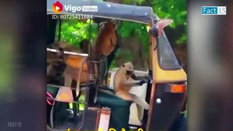 Funny Animals Video 2022