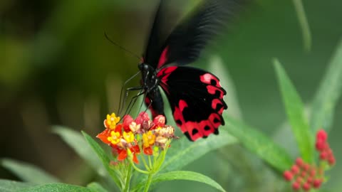 Black and red butterfly fluttering on a flower