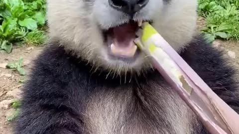 Cute Panda eat bambo