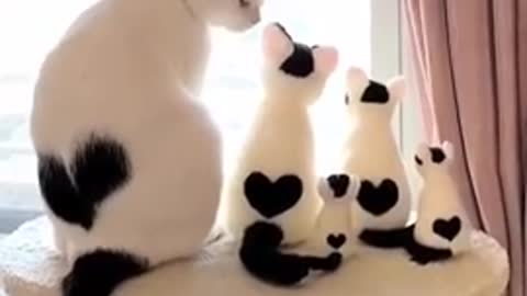 Lovely cute cats Family funny cats video