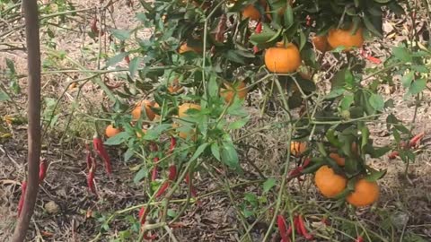 The delicious Egyptian tangerine tree