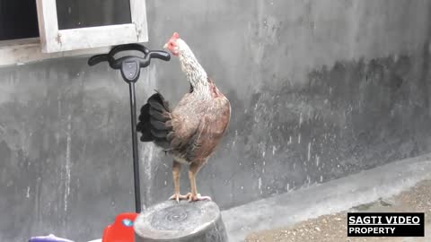 Backsound sound of petok chicken - petok