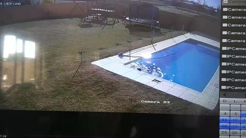 Boy Saves Dog From Drowning in Pool