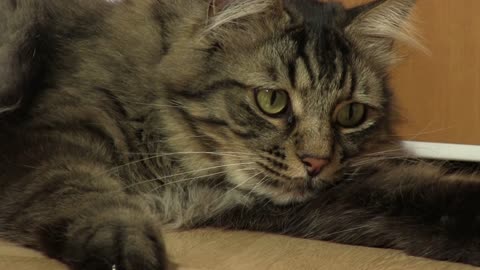 Domestic long haired tabby cat playing.