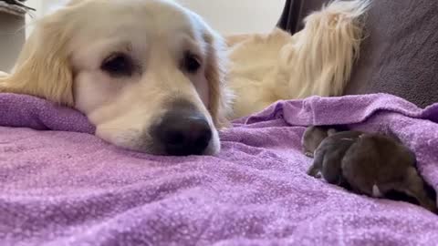 Golden Retriever and Baby Bunnies 9 days old [3 of 4 Bunnies Open Their Eyes]