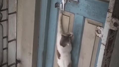 Cat 🙀 nocking 🚪 door