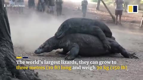 Two huge Komodo dragons fight on Indonesian island