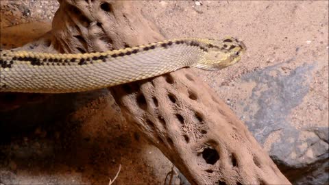 Rattlesnake in the desert