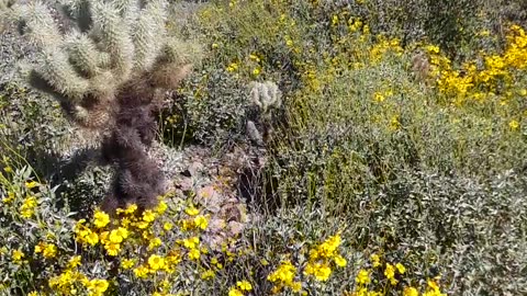 "Lost Gold Mine" trail to beautiful places in Arizona, God help protect it.