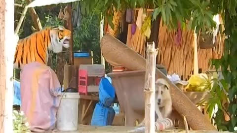 Funny Animal | Troll Prank Dog #funnyvideo