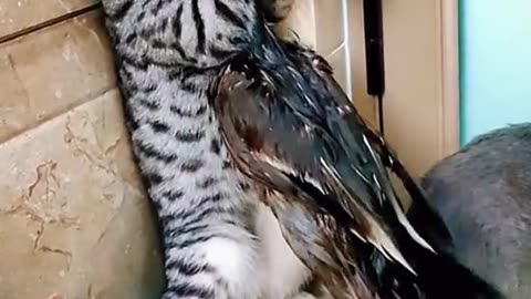 Cat vs duck fighting 🤣 🤣 very funny video