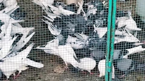 Ustad Sarfaraz Sufi Kay Breeder Pigeons