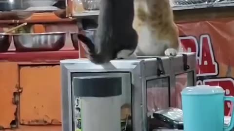 fighting cat