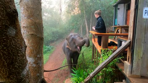 Elephant Friends Chiang Mai - Thailand