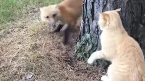 Cat slap dog.🤣