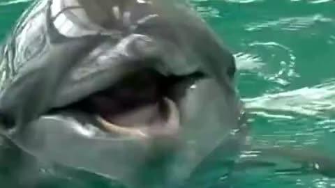 smiley dolphins